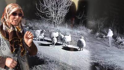 Şehit annesinin koyunları çalındı