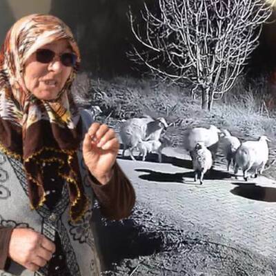 Şehit annesinin koyunları çalındı