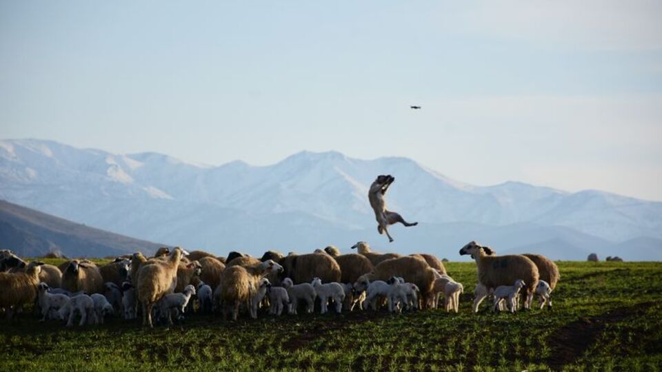 Görür görmez havada kapmıştı... Nedeni açıklandı