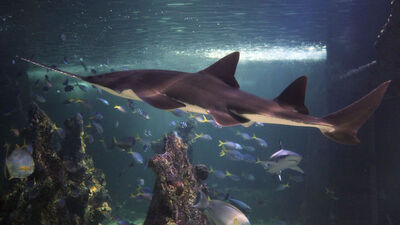 Testere balığının soyu tükenme tehlikesiyle karşı karşıya