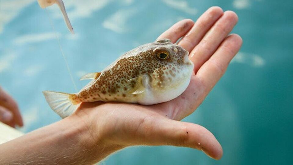 'Balon balığı yemeyin' uyarısı!