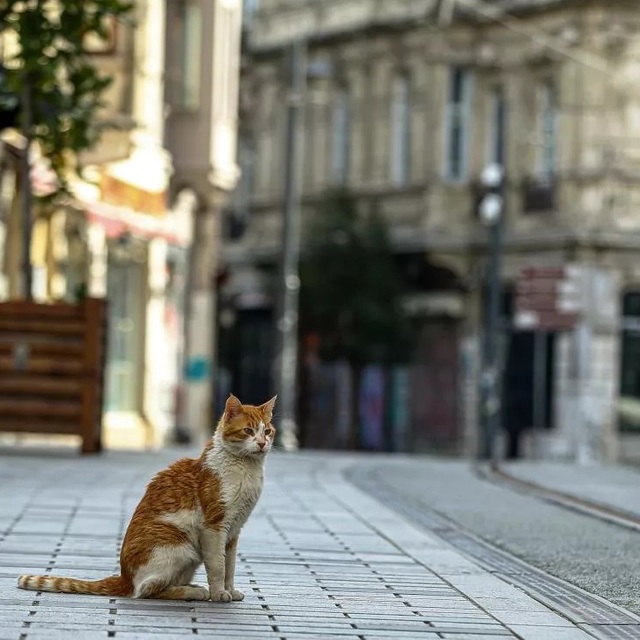 Sokağa çıkma yasağı ne zaman bitecek?