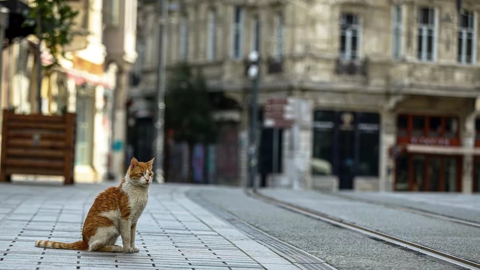 Sokağa çıkma yasağı ne zaman bitecek?