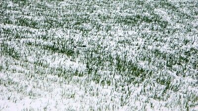 Çiftçiye kar uyarısı