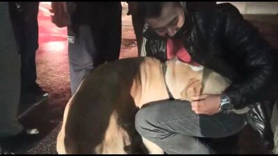 Baygın köpek sahibini bekledi