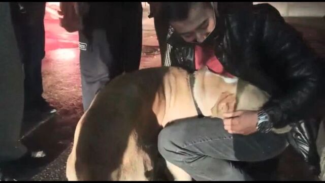 Baygın köpek sahibini bekledi