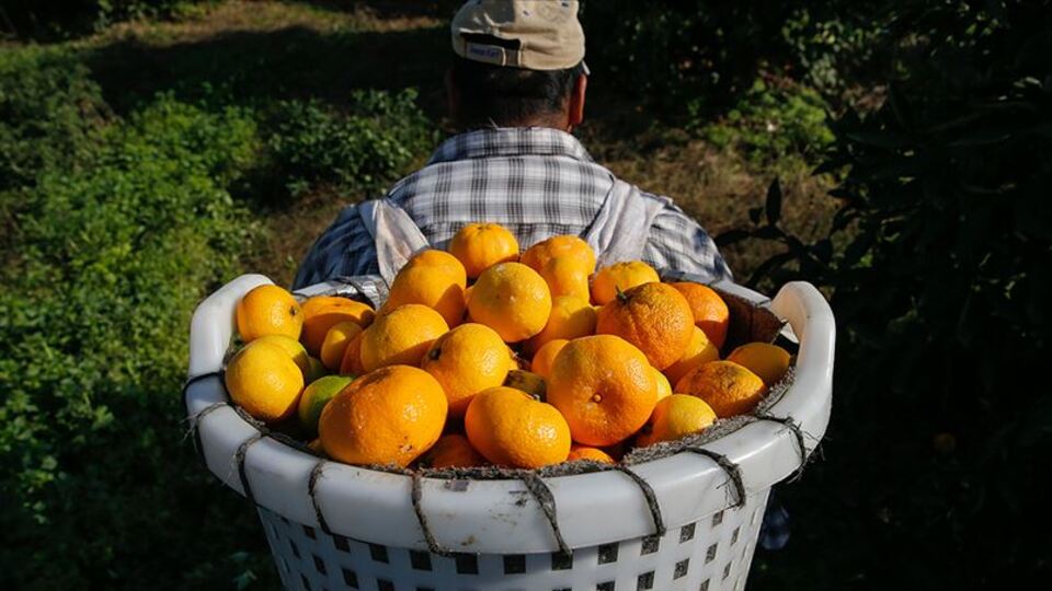 Turunçgilden 128 milyon dolar gelir