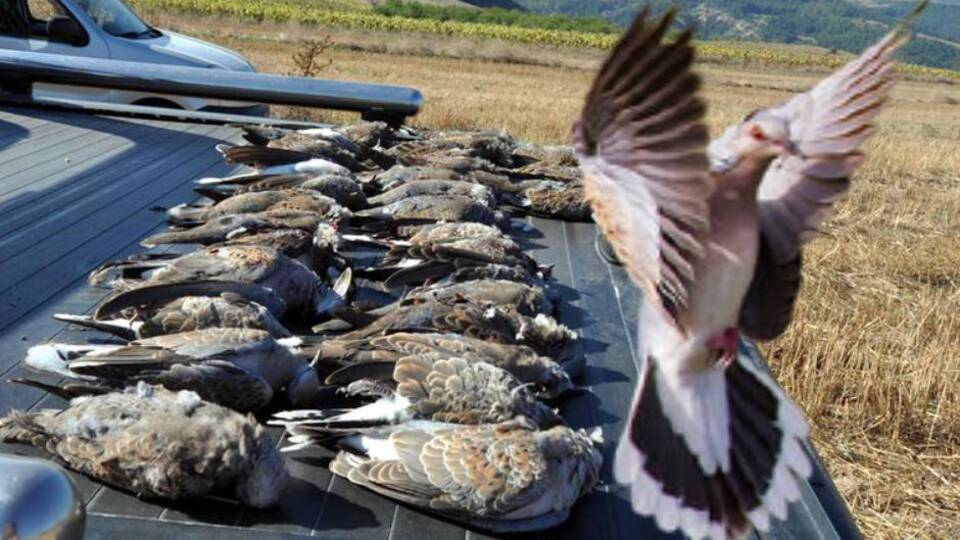 17 tür yok oldu! Üveyik de tükeniyor