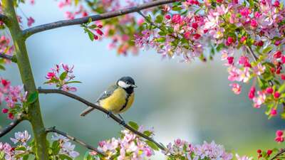 İlk cemre ne zaman düşer?