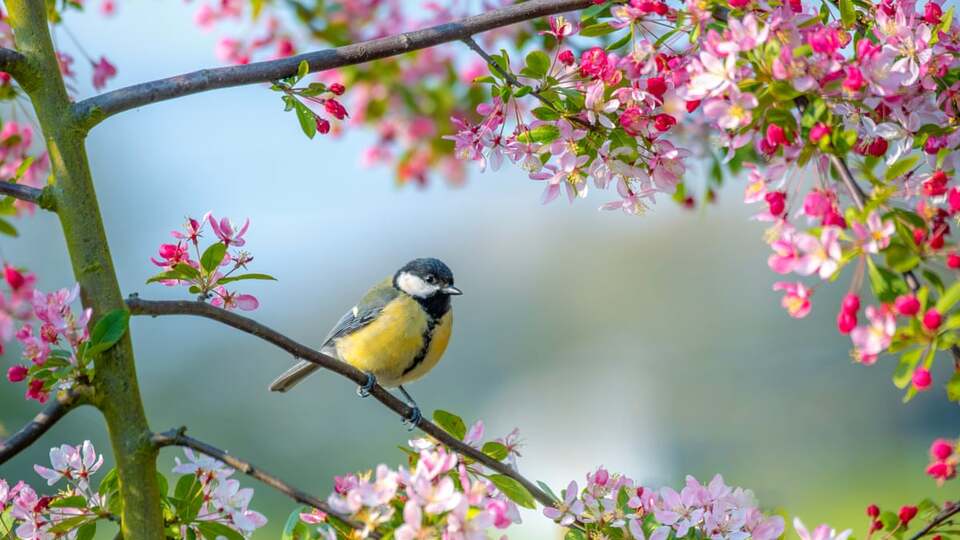 İlk cemre ne zaman düşer?