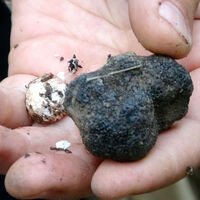 Sadece yağmurdan sonra toplanıyor! Kilosu 40 lira