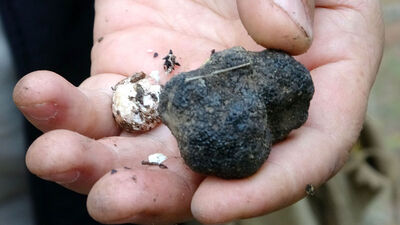 Sadece yağmurdan sonra toplanıyor! Kilosu 40 lira