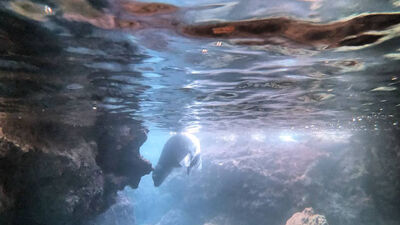 Sürünün arkasından gelen sürpriz! Temizlik yaparken görüntüledi