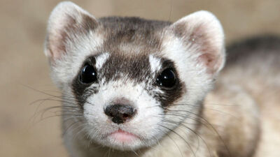 30 yıl önce dondurulan genlerle klonlandı!