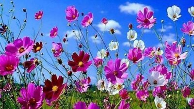 2021 İlk Cemre nereye, ne zaman düşecek?