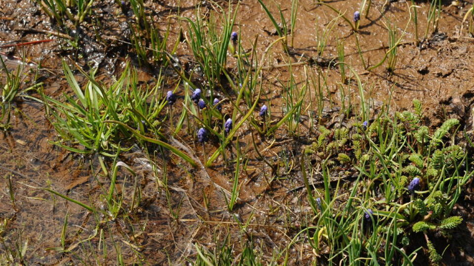 Amanos Dağları'nda keşfedildi...