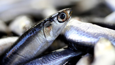 Su ürünleri ihracatında sert artış