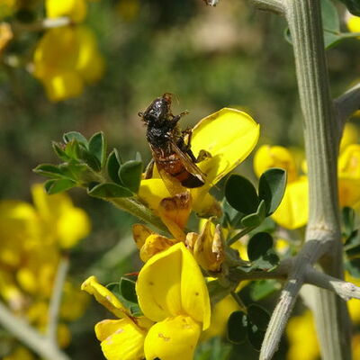 Yalancı bahar şoku! Geri dönemediler