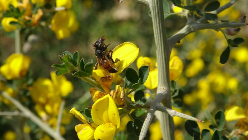 Yalancı bahar şoku! Geri dönemediler