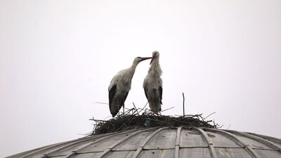 4 yıldır göç etmiyorlar