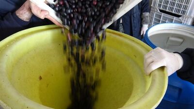 "Pes" dedirten yöntemler! Zeytinde büyük hile!