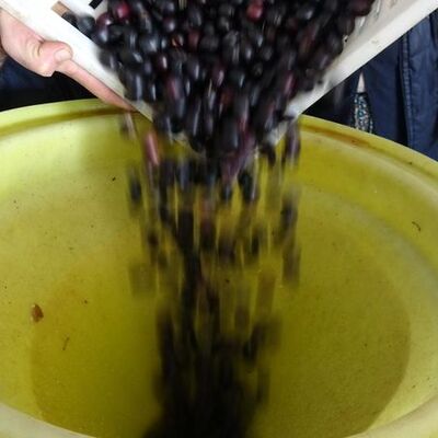 "Pes" dedirten yöntemler! Zeytinde büyük hile!