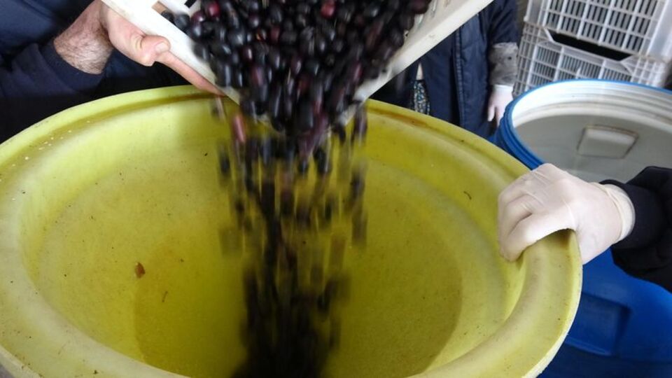 "Pes" dedirten yöntemler! Zeytinde büyük hile!