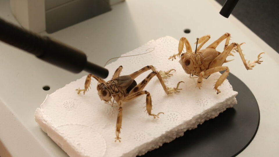 20 yıl önce ispatlamıştı... Özellikleri dikkat çekiyor