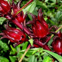 Kuşaktan kulağa aktarılan Ege otları