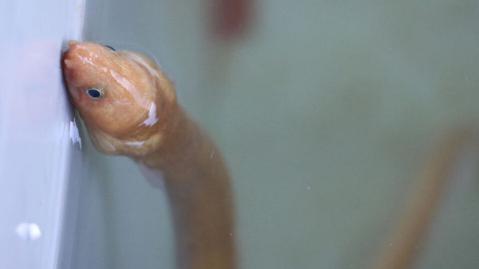 Türkiye'de ilk kez görüntülendi