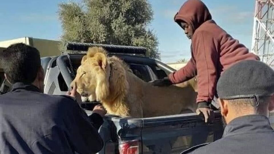 Cadde ortasında başıboş gezen aslan görenleri şaşırttı
