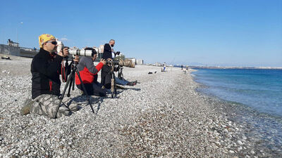Türkiye'de nadir görülüyor... Sahile akın ettiler