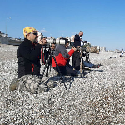 Türkiye'de nadir görülüyor... Sahile akın ettiler