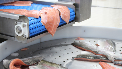 23 ülkeye Karadeniz somonu satıldı