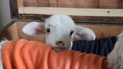 Kuzulara çeyiz sandığından yuva!