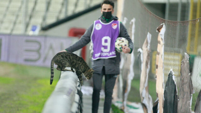 Bursa'da davetsiz misafir!