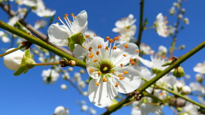 İkinci Cemre hangi tarihte düşecek?