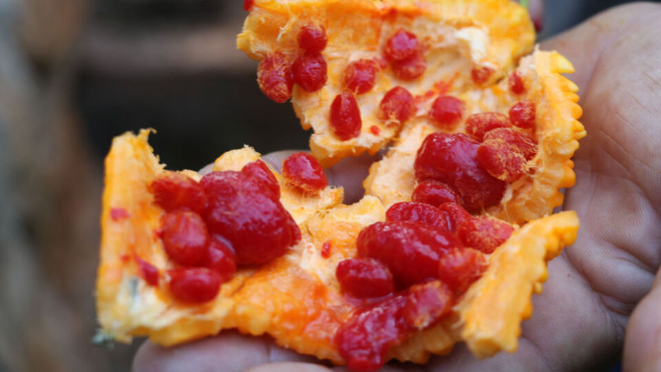 Kırık tedavisine kudret narı mucizesi