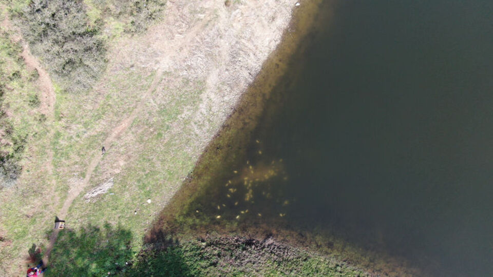 "Korkuyoruz!" Onlarca ölü balık ve bir de karabatak kuşu...