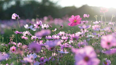 2021 Üçüncü Cemre ne zaman düşecek?