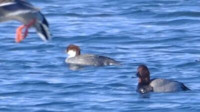 Kars'ta tespit edildi... "Bugüne kadar görmemiştik"