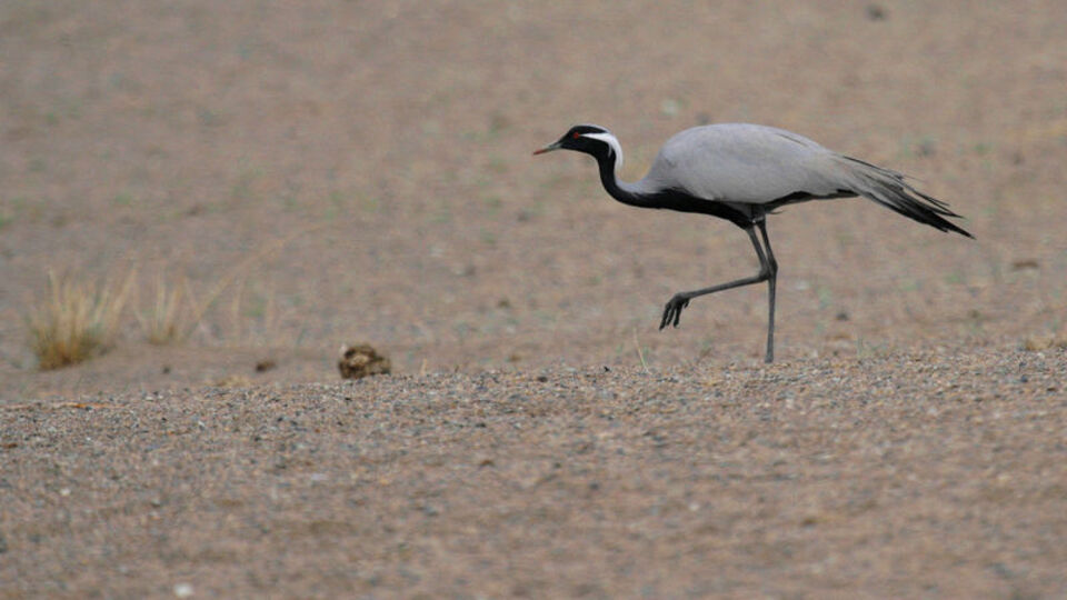 Kısıtlama onlara yaradı! Sayıları arttı