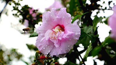 2021 Üçüncü Cemre ne zaman düşecek?