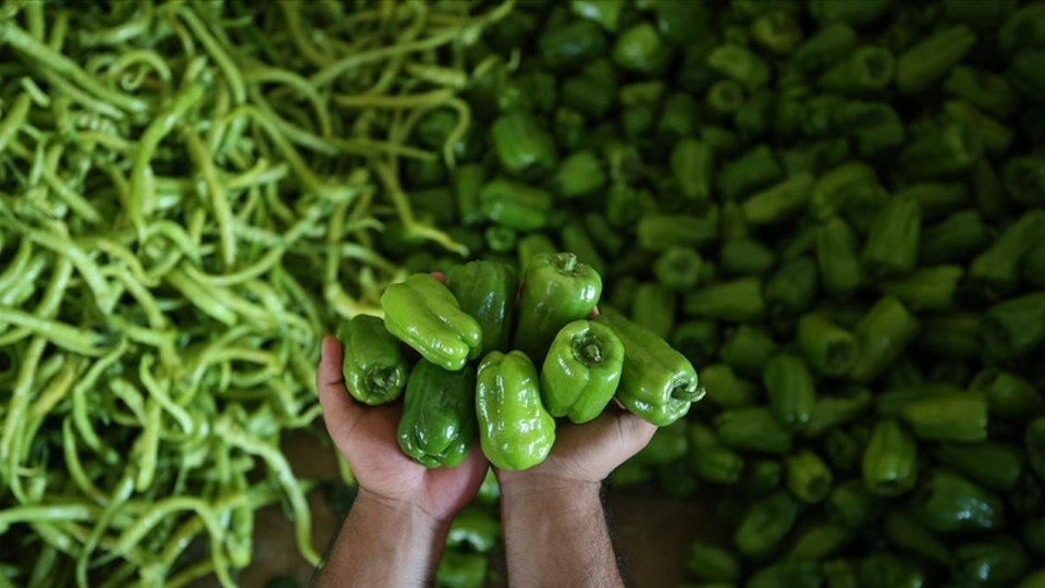 Şubat ayı zam şampiyonu dolmalık biber