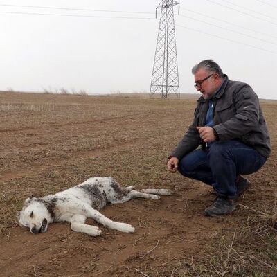 6 aylık yavru köpeğin ölümünde korkunç iddia!