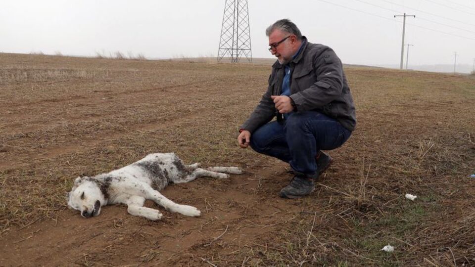 6 aylık yavru köpeğin ölümünde korkunç iddia!