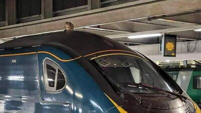 Hızlı trende kedi seferberliği