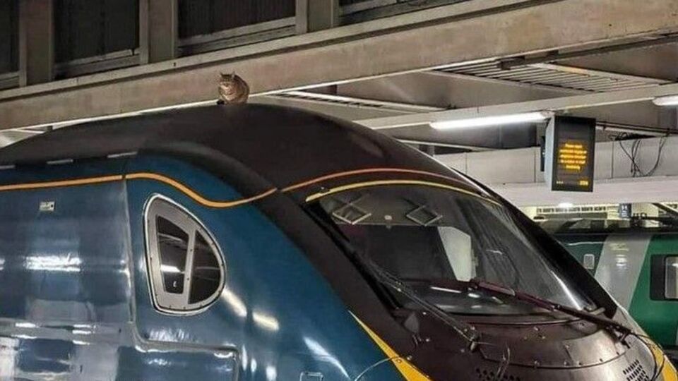 Hızlı trende kedi seferberliği