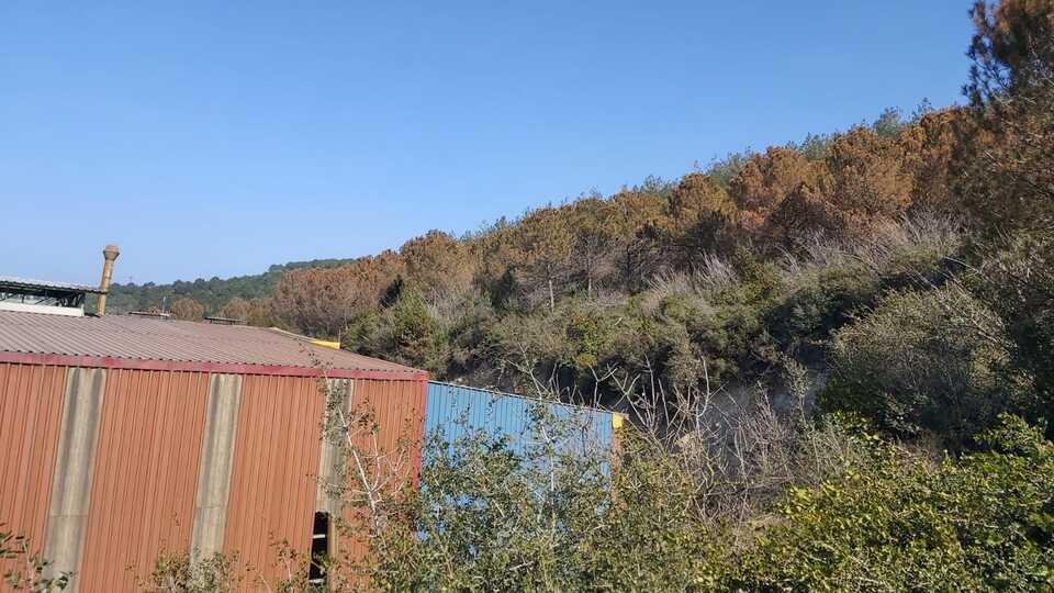 Kocaeli'nde ağaçların rengi değişti!