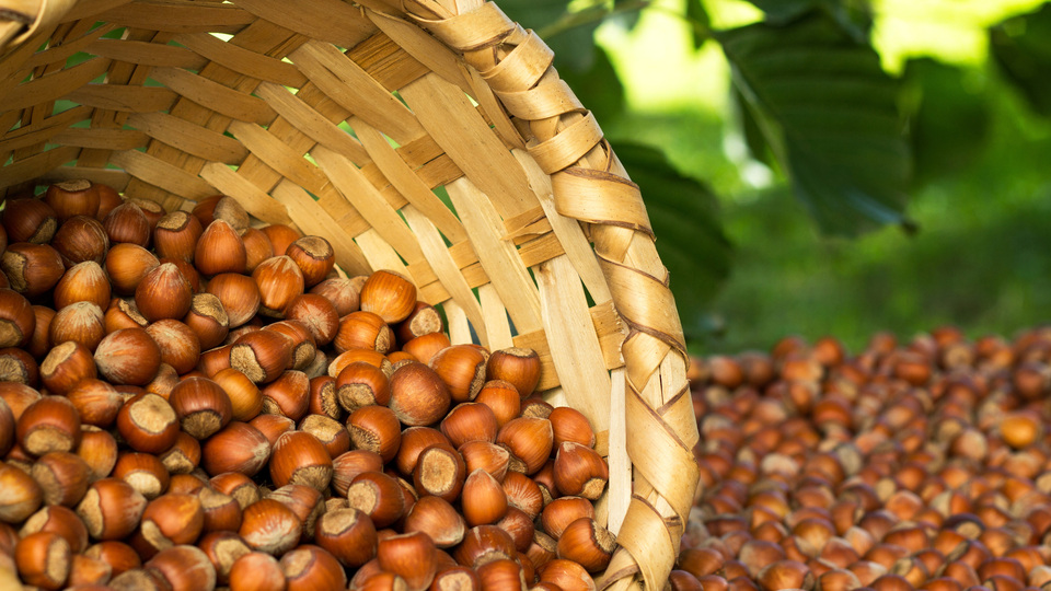 Güncel fındık fiyatları ne kadar?